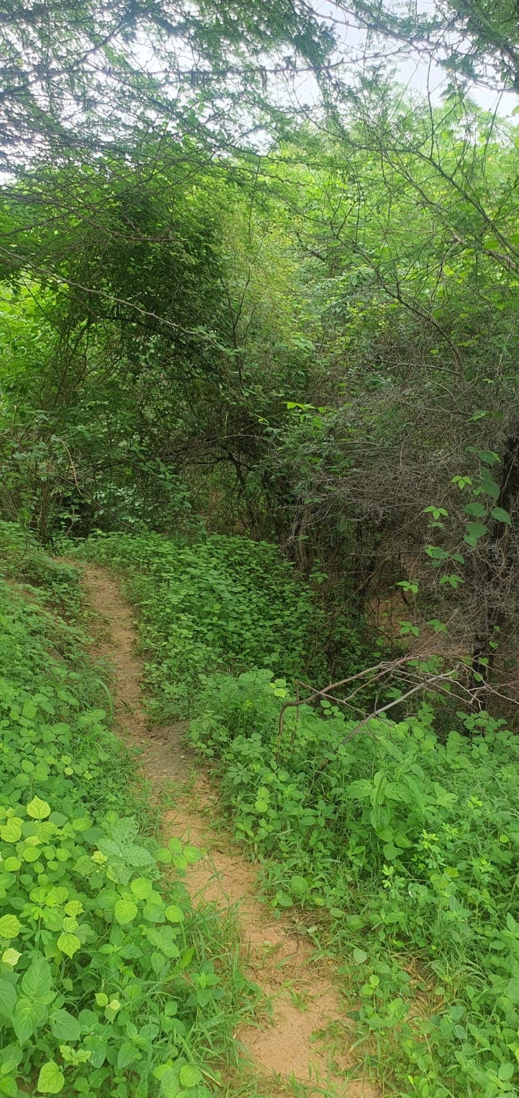 पर्यावरण जागरूकता को बढ़ावा देने और प्राकृतिक संसार के प्रति सराहना को बढ़ावा देने वाली गतिविधियों के माध्यम से प्रकृति से जुड़ें।